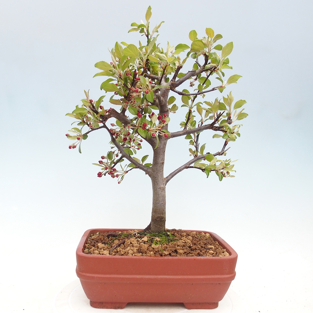 Kültéri bonsai -Malus domestica - Kis gyümölcsű piros levelű almafa