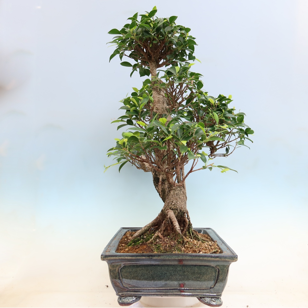 Szobai bonsai - Ficus kimmen - kislevelű fikusz