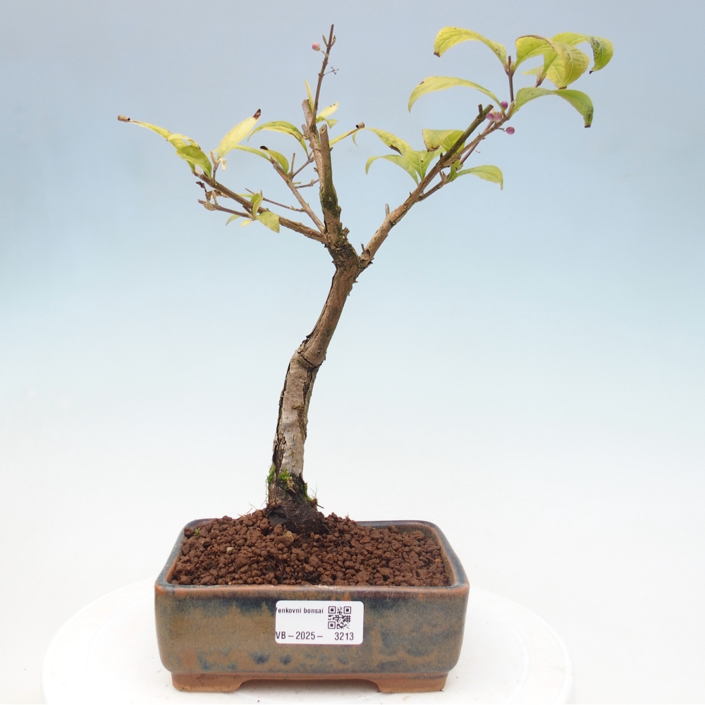 Kültéri bonsai - Callicarpa japonica