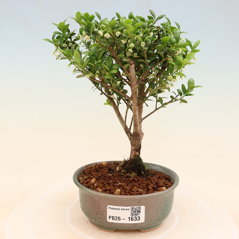 Szobai bonsai - Ilex crenata - Holly
