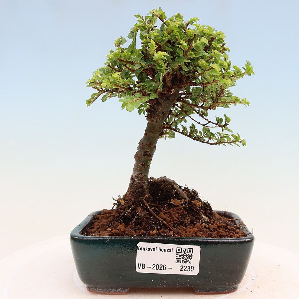 Kültéri bonsai - Ulmus parvifolia Sagei - Kislevelű szilfa