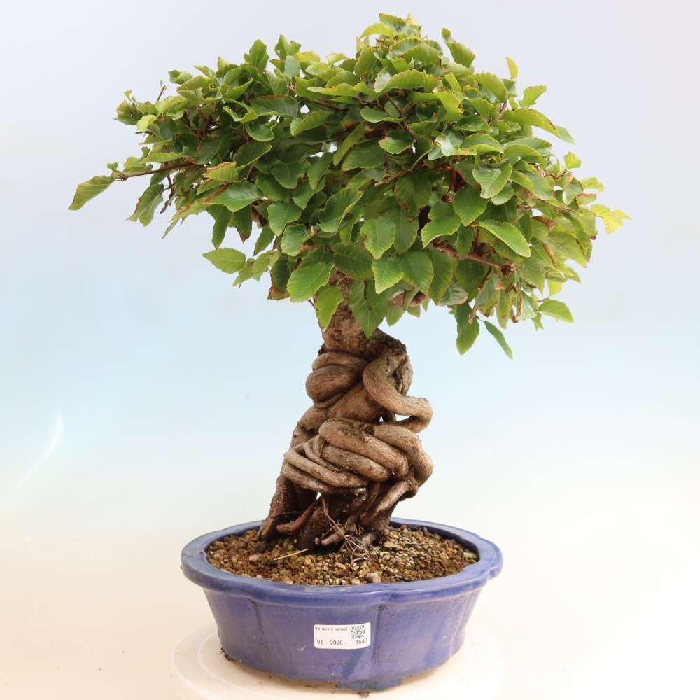 Kültéri bonsai -Carpinus CARPINOIDES - Koreai gyertyánfa