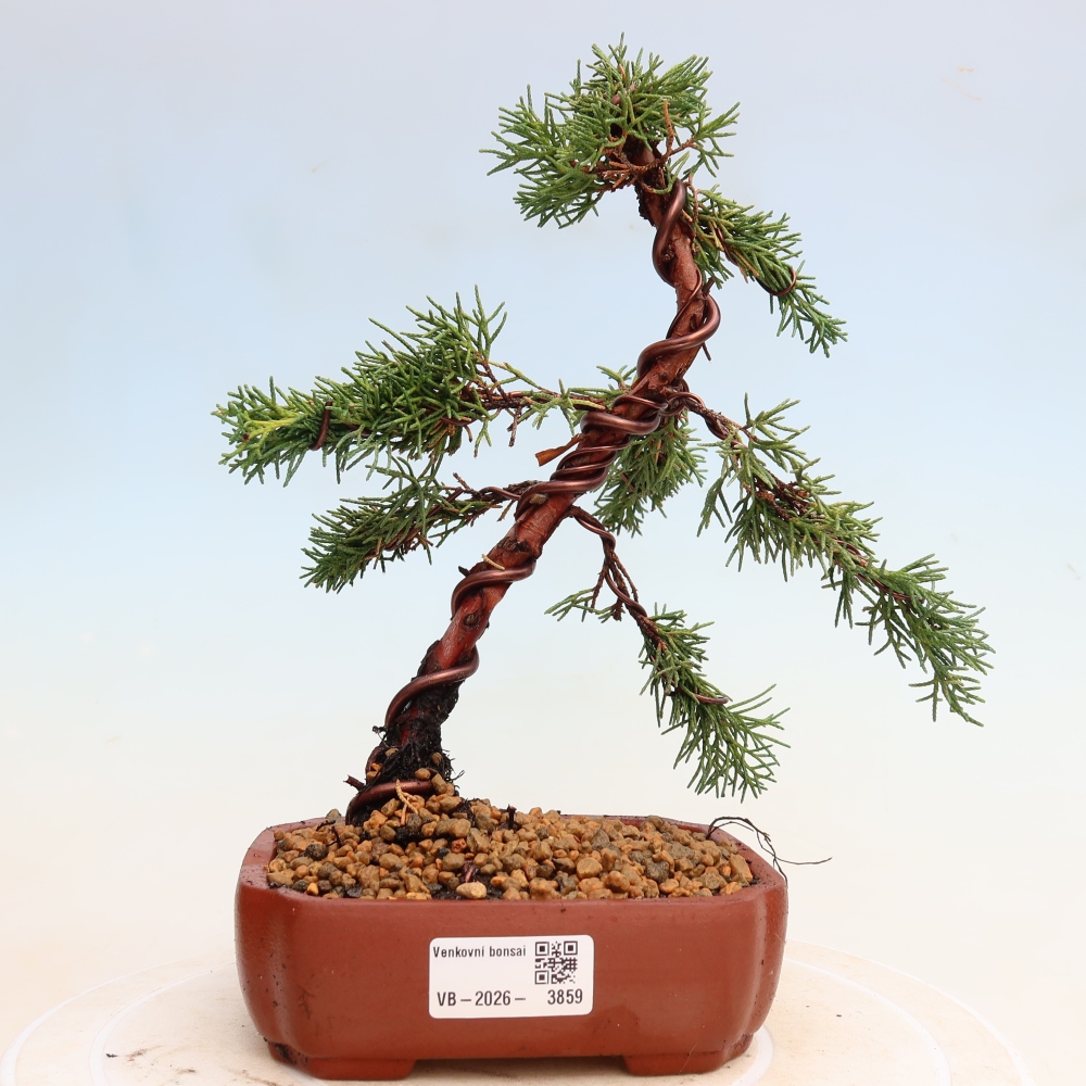 Kültéri bonsai - Juniperus chinensis Kishu