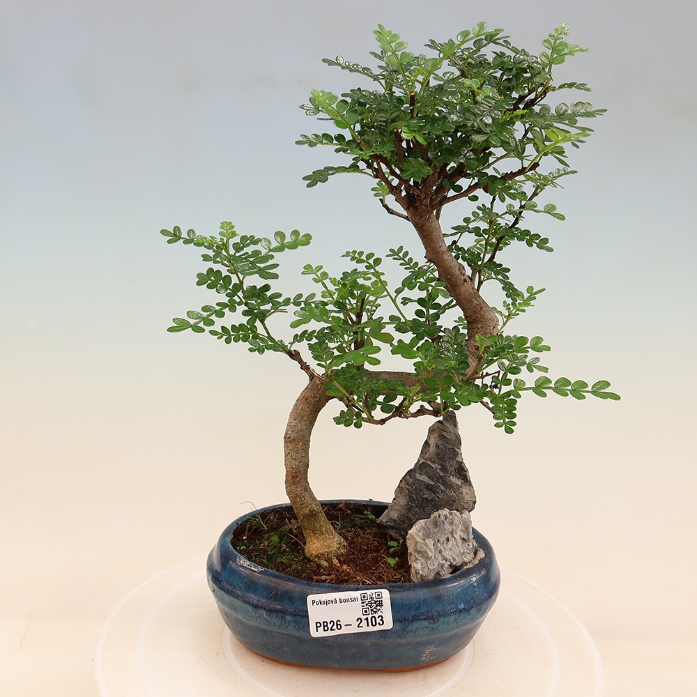 Szobai bonsai - Zantoxylum piperitum - borsfa