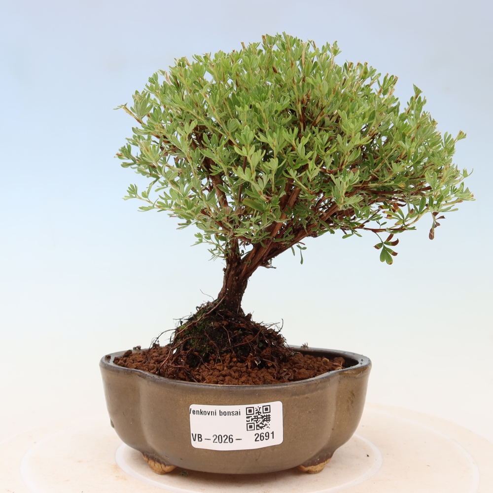 Kültéri bonsai – bokros potentilla – Potentilla fruticosa Goldkissen