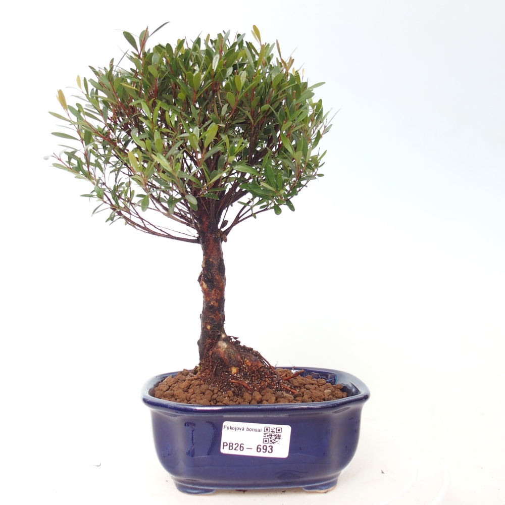 Szobai bonsai - Syzygium - Pimento