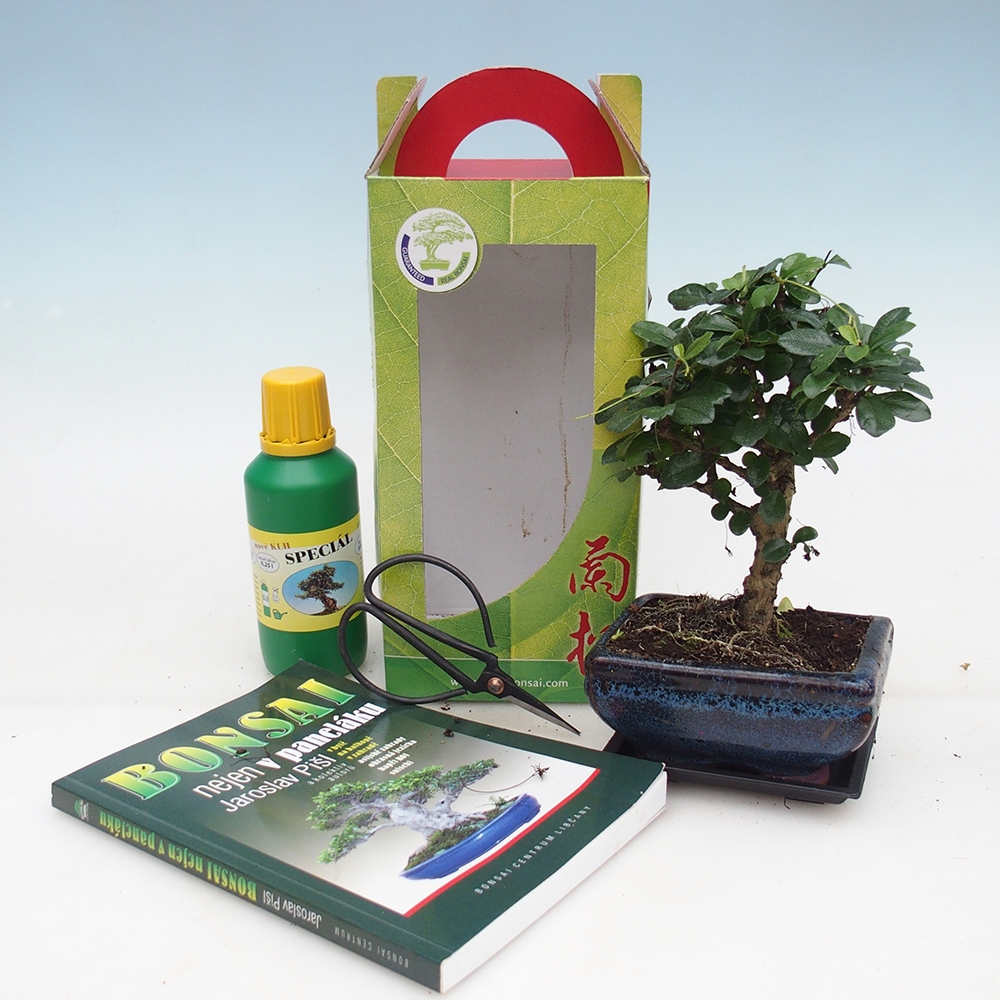 Szoba bonsai ajándékdobozban