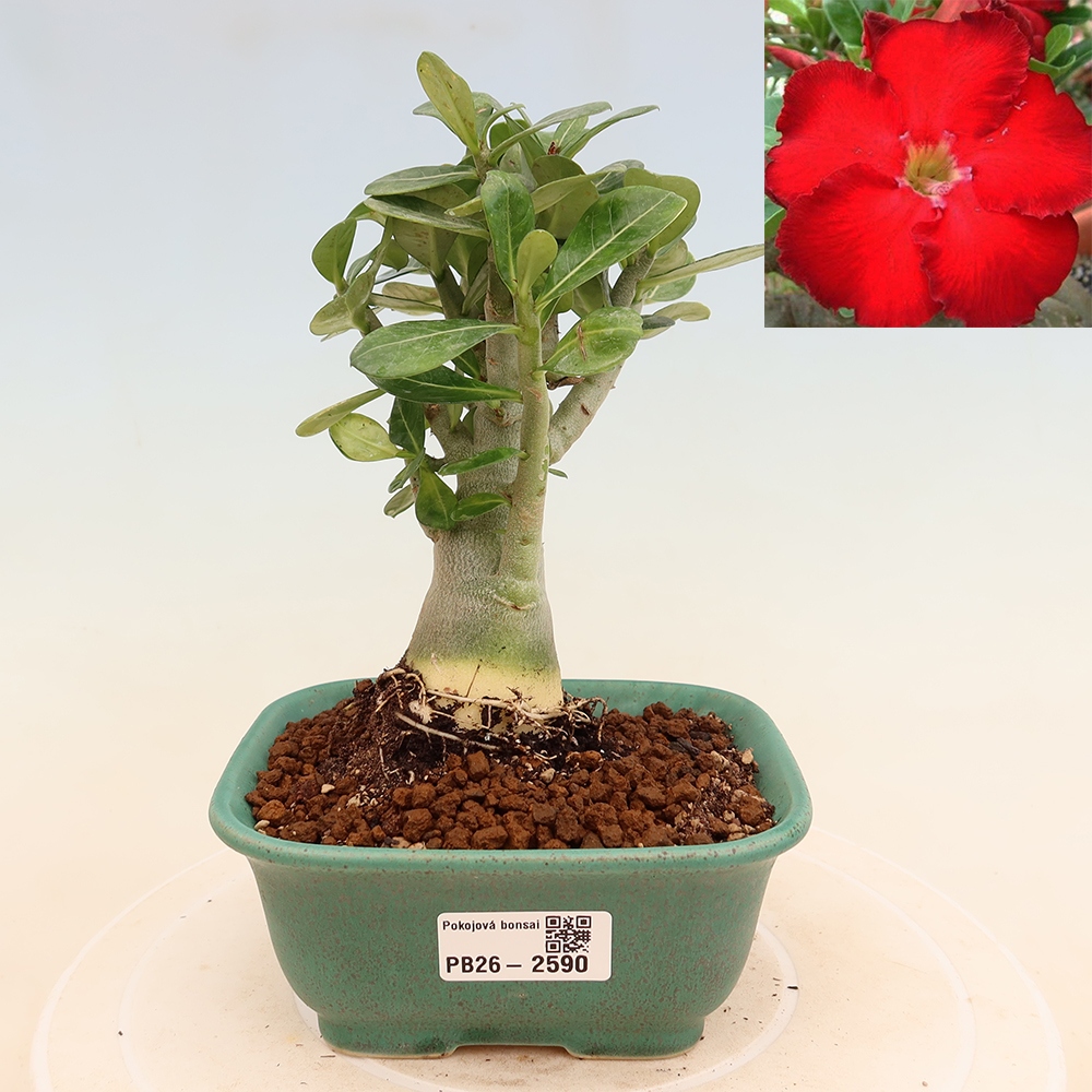 Szobabonsai – Adenium obesum Red Star – Sivatagi rózsa