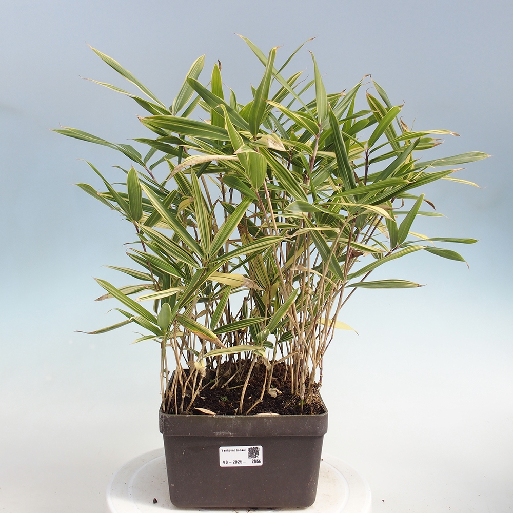 Kültéri bonsai - Sasaella masamuneana Albostriata - Bambusz