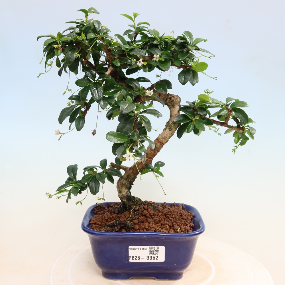 Szobai bonsai - Carmona macrophylla - Tea fuki
