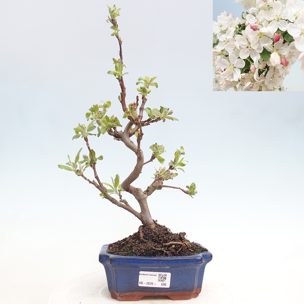Kültéri bonsai -Malus halliana - Kis gyümölcsű almafa