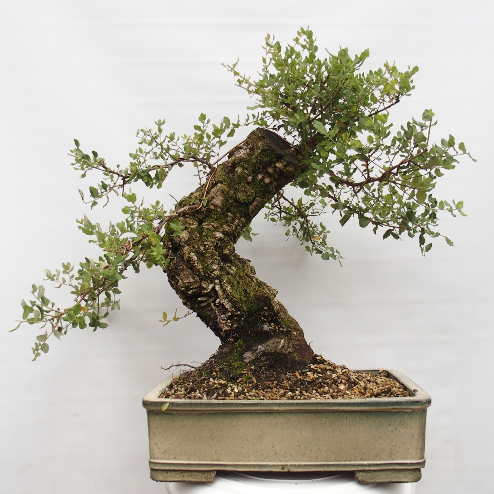 kültéri bonsai Quercus suber - parafa tölgy