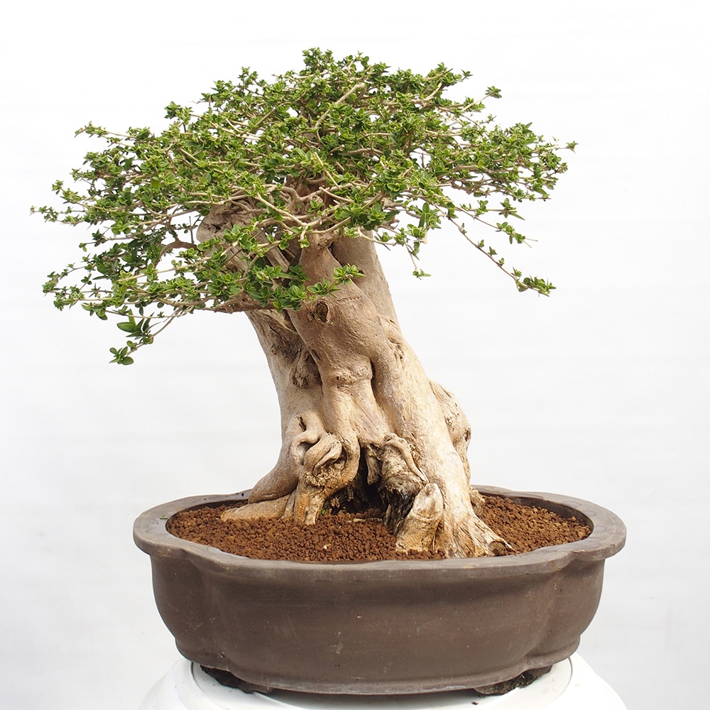 Beltéri bonsai - Premna serratifolia - Kozlovna malolista