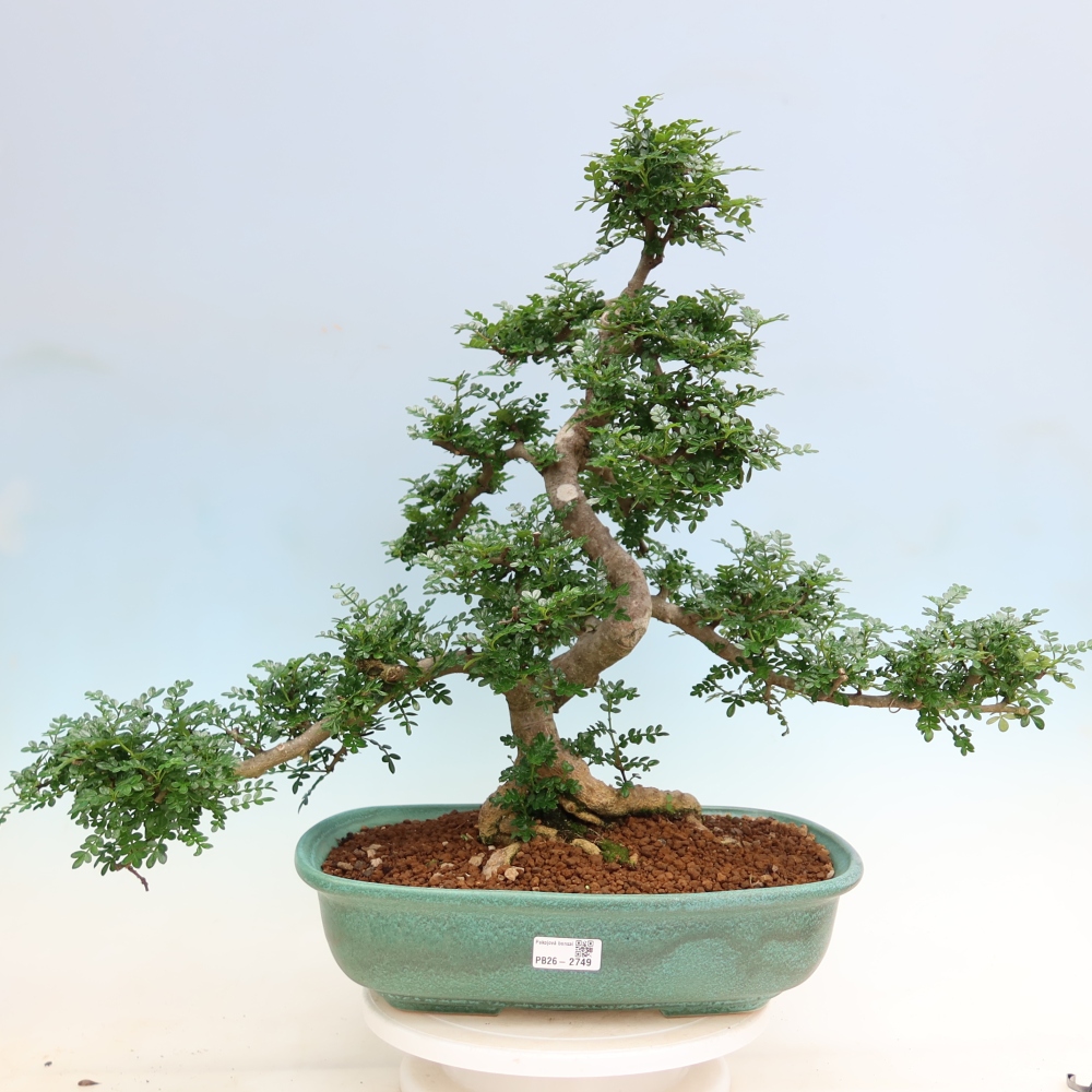 Szobai bonsai - Zantoxylum piperitum - borsfa
