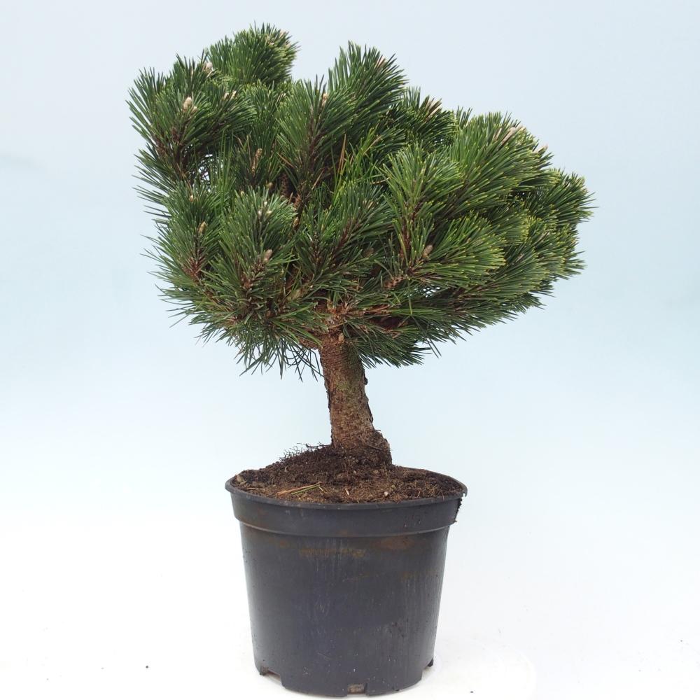Kültéri bonsai - Pinus thunbergii senjyumaru - Thunberg fenyő