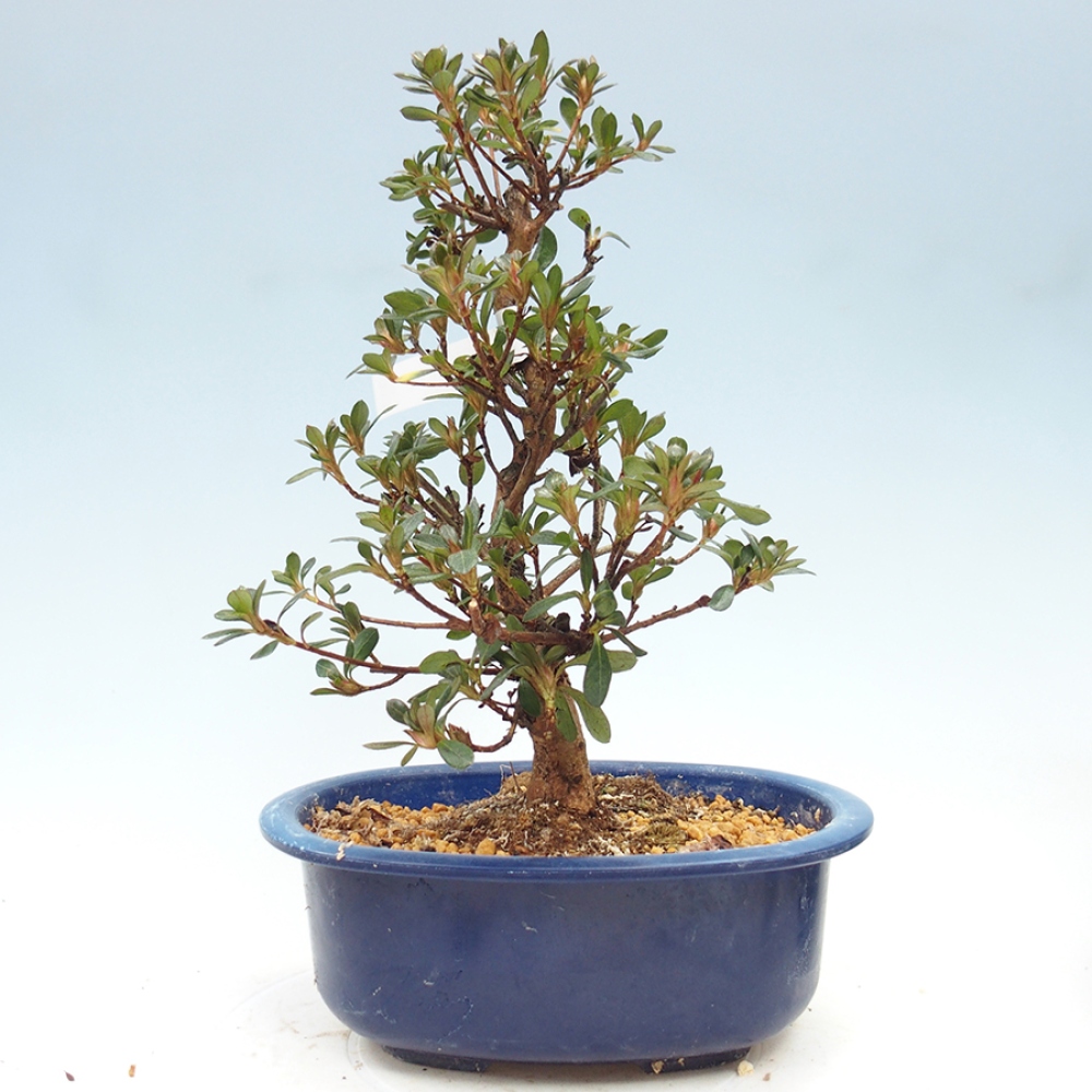 Kültéri bonsai - Japán azálea - Azalea Kobai