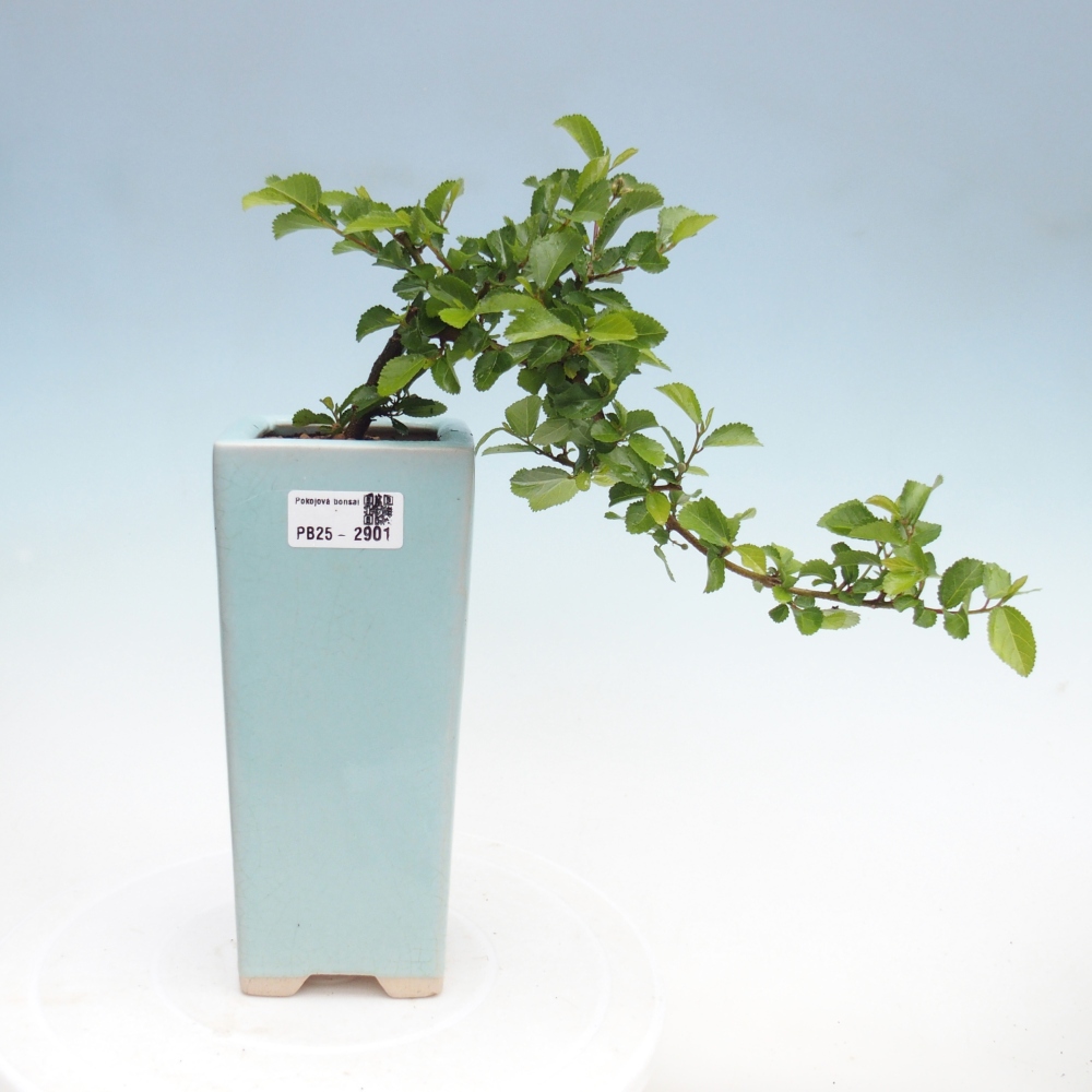 Beltéri bonsai - Grewia occidentalis - Levendula csillaghal