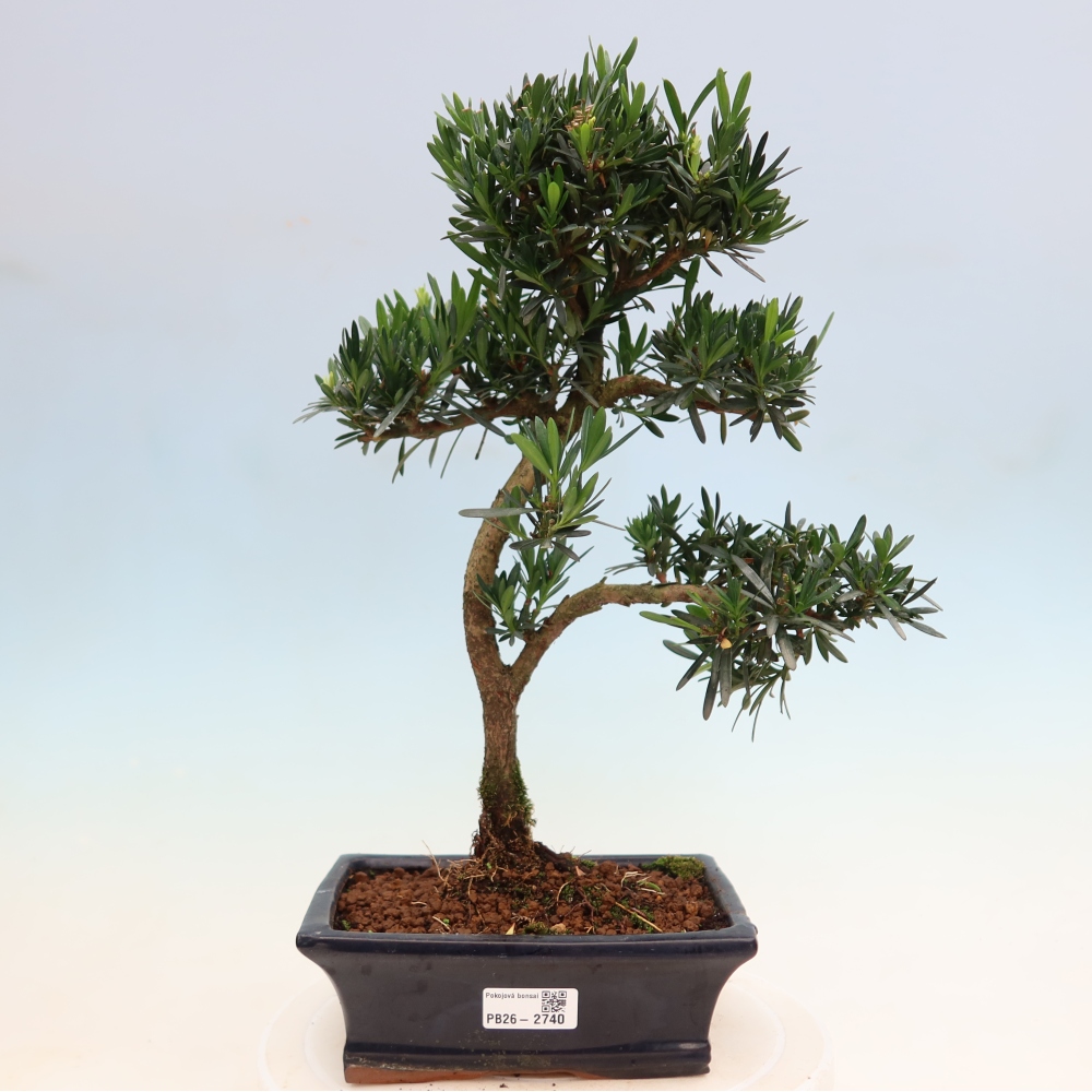 Szobai bonsai - Podocarpus - Kőtiszafa