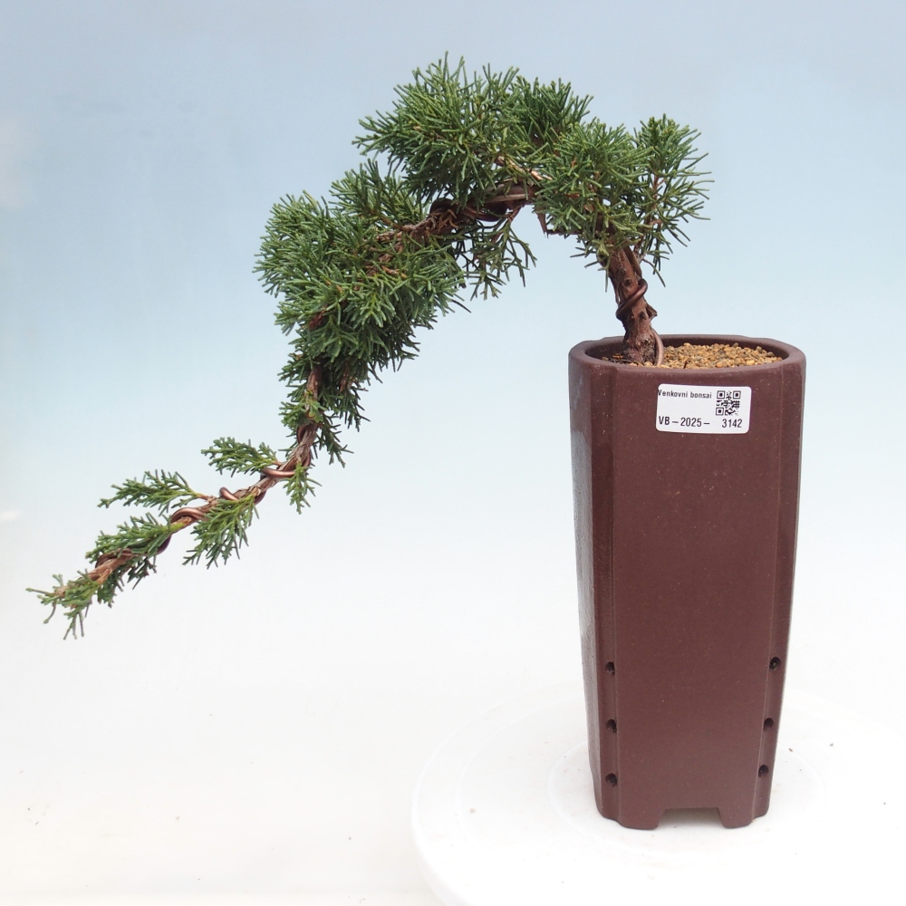 Kültéri bonsai - Juniperus chinensis Kishu