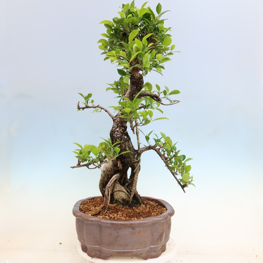 Szobai bonsai - Ficus kimmen - kislevelű fikusz