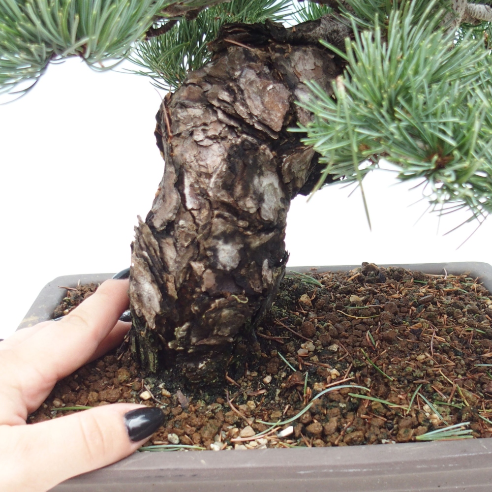 Kültéri bonsai - Pinus parviflora - Pinus parviflora