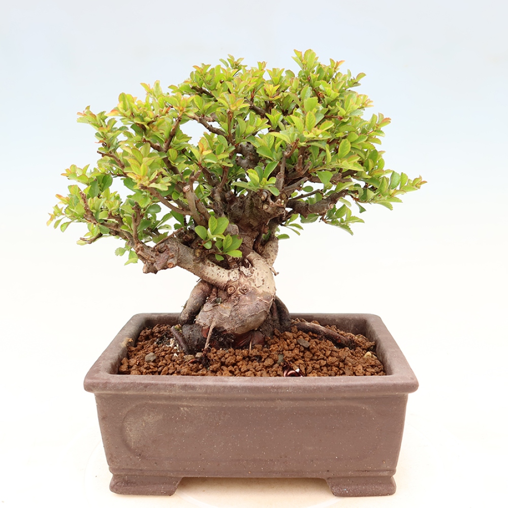 Kültéri bonsai - Chaneomeles speciosa Chojubai