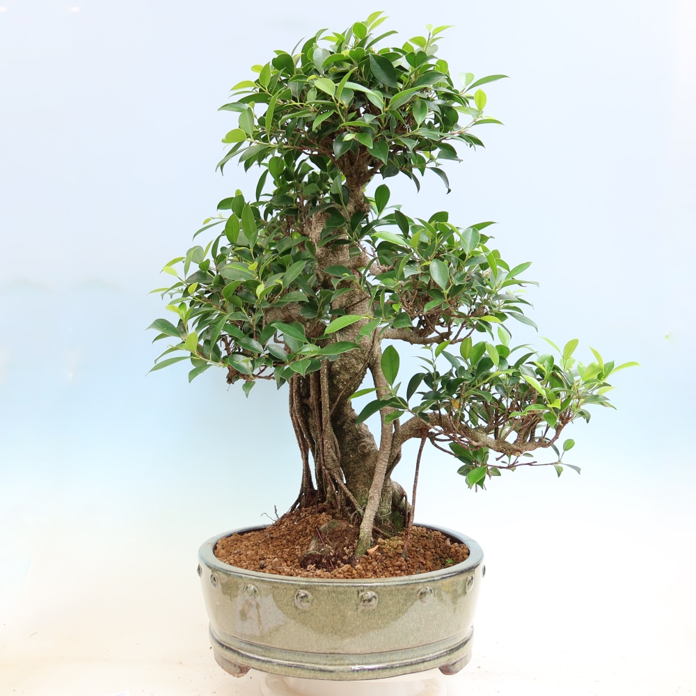 Szobai bonsai - Ficus kimmen - kislevelű fikusz