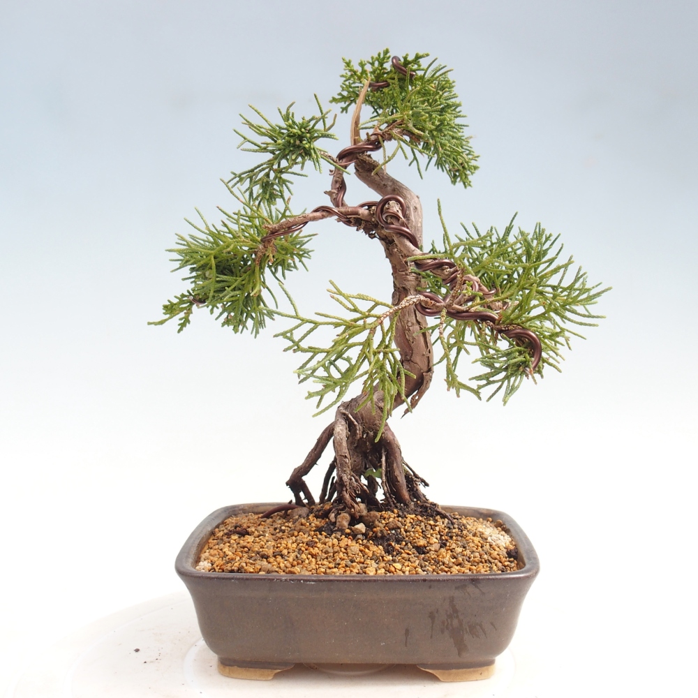Kültéri bonsai - Juniperus chinensis Kishu