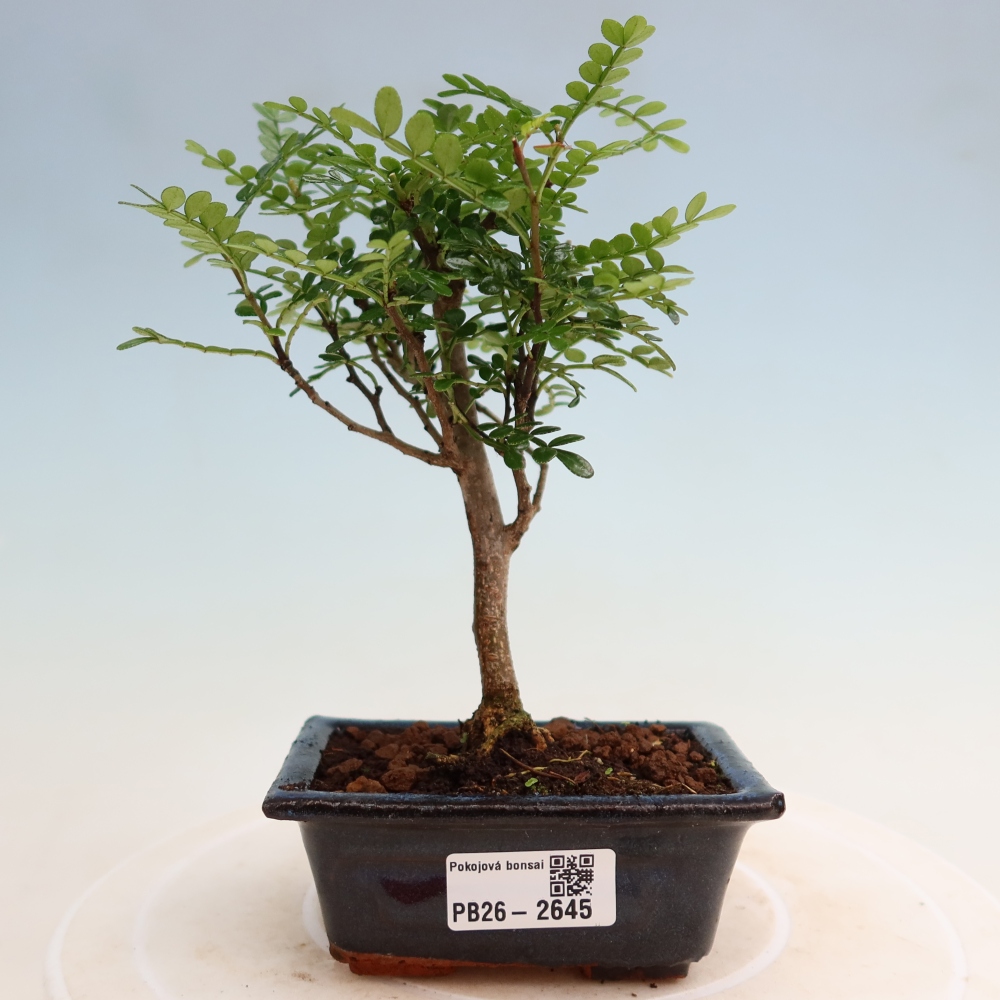 Szobai bonsai - Zantoxylum piperitum - borsfa
