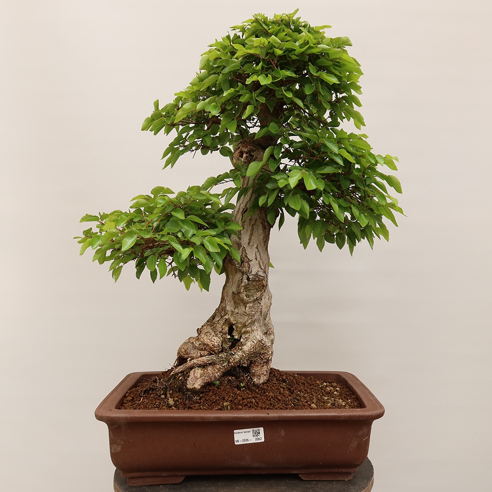 Kültéri bonsai -Carpinus Coreana - Koreai gyertyánfa