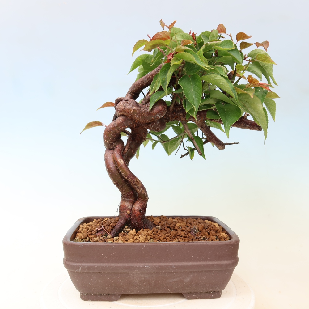 Kültéri bonsai – Japán barack – Prunus Mume