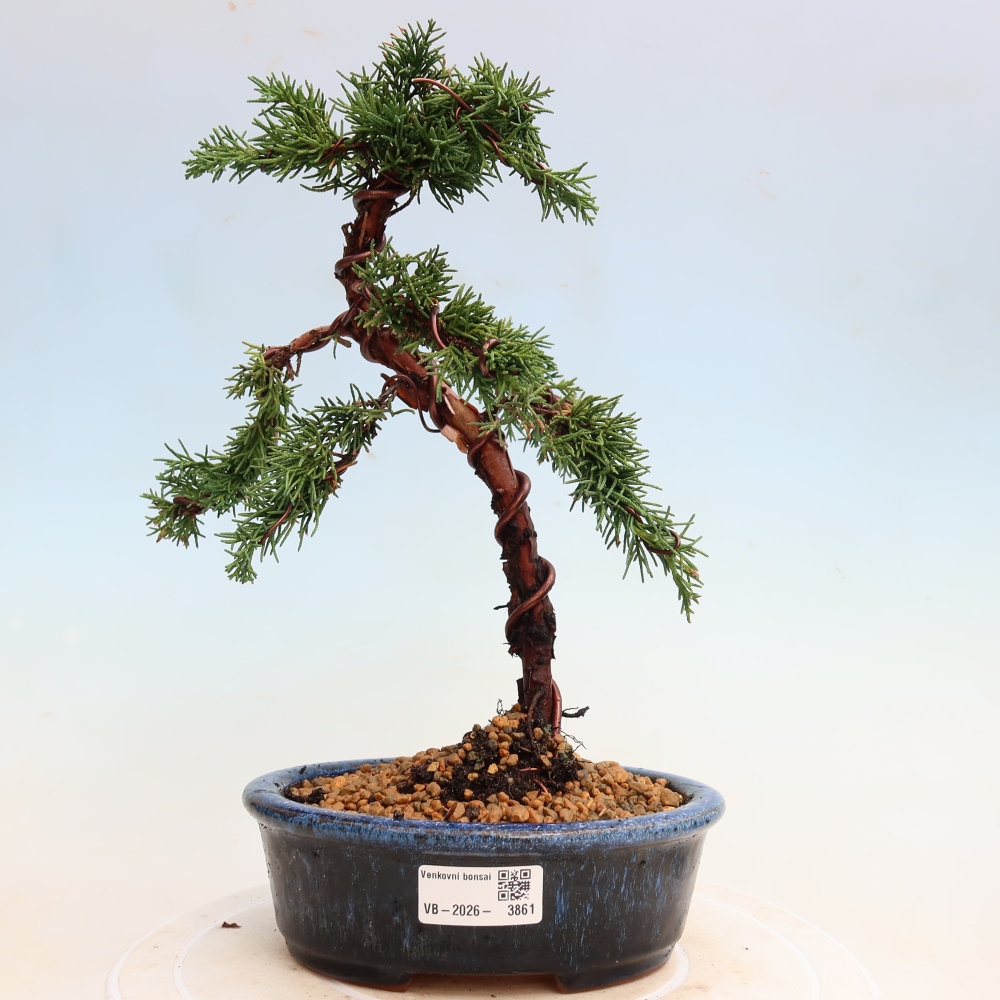 Kültéri bonsai - Juniperus chinensis Kishu