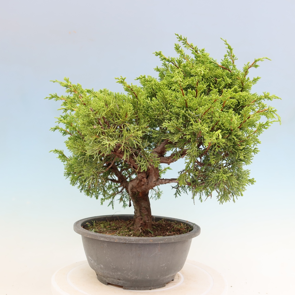 Kültéri bonsai - Juniperus chinensis Itoigawa-Juniperus chinensis