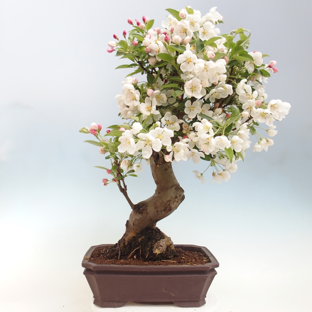 Kültéri bonsai -Malus halliana - Kis gyümölcsű almafa