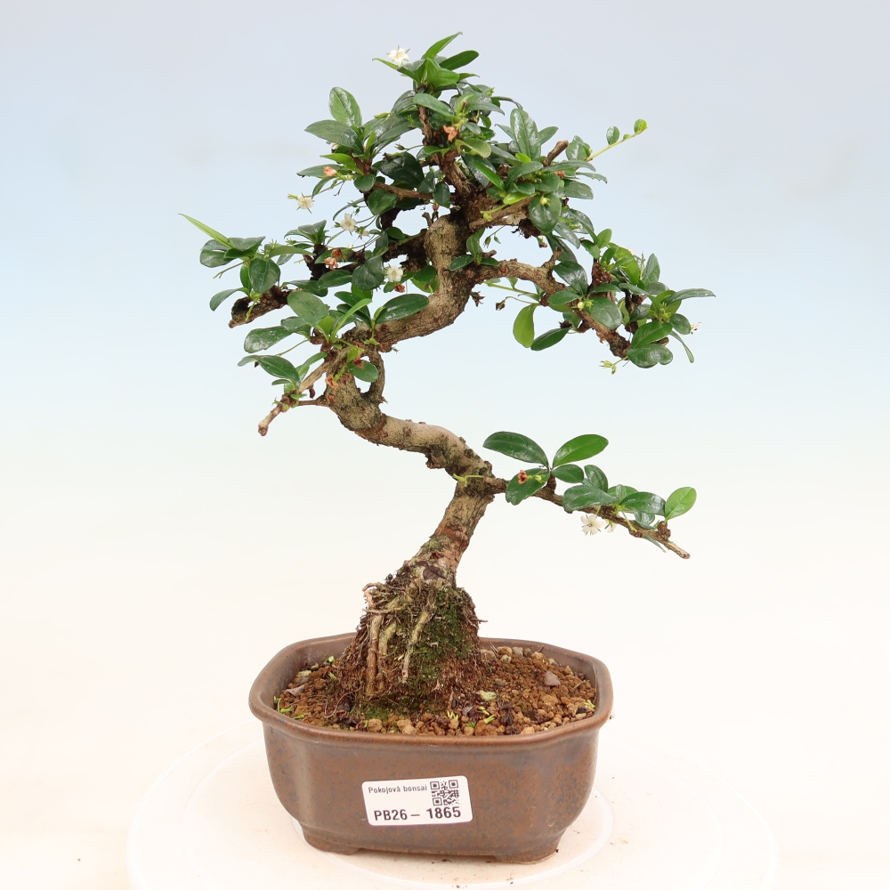Szobai bonsai - Carmona macrophylla - Tea fuki
