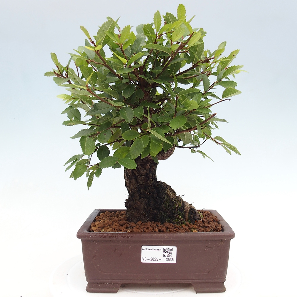Kültéri bonsai - Zelkova - Zelkova NIRE