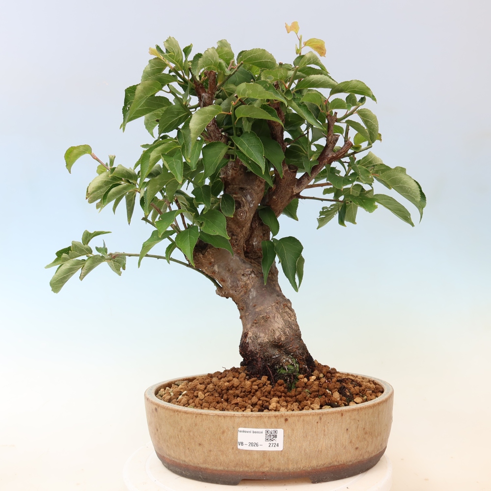 Kültéri bonsai – Japán barack – Prunus Mume