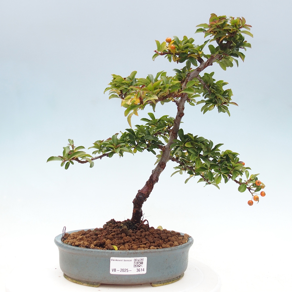 Kültéri bonsai-Pyracantha Teton - Hlox
