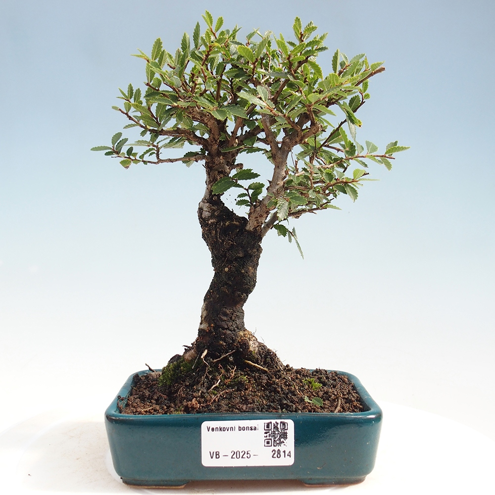 Kültéri bonsai - Zelkova - Zelkova NIRE
