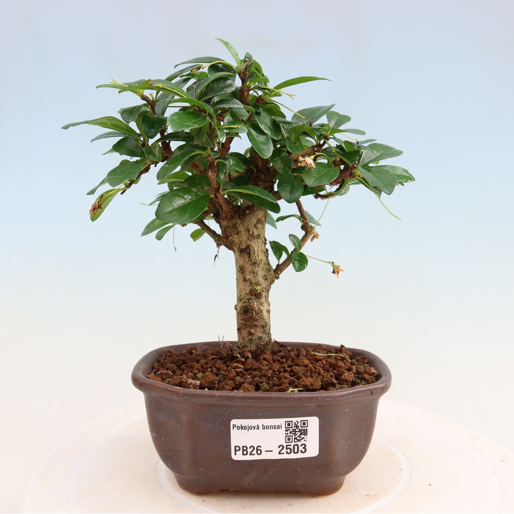 Szobai bonsai - Carmona macrophylla - Tea fuki