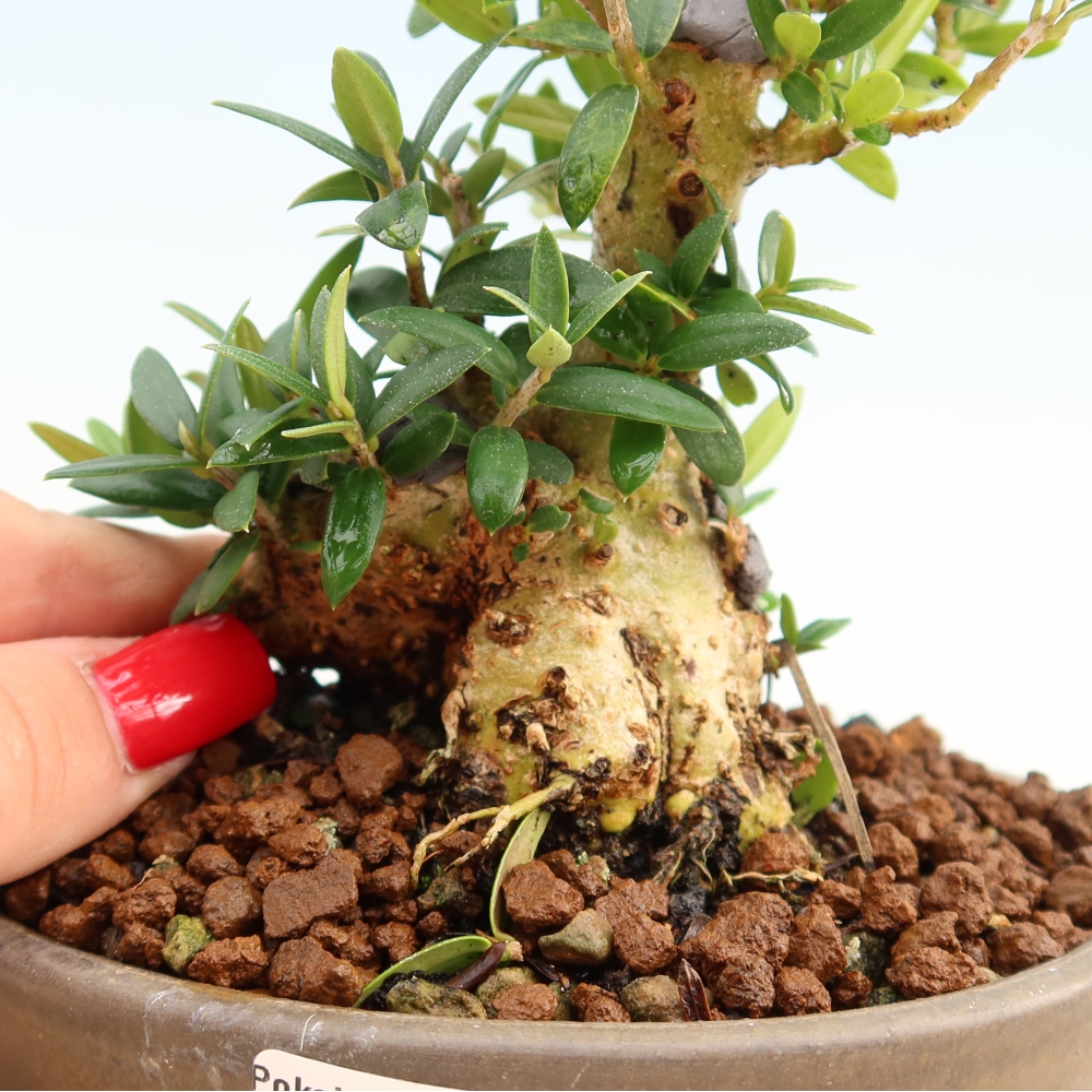 Beltéri bonsai - Olea europaea sylvestris
