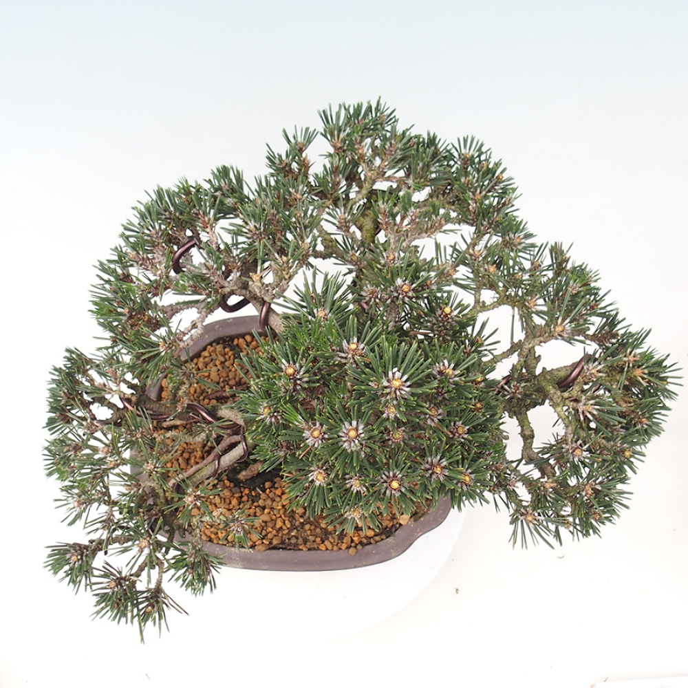 Kültéri bonsai - Pinus thunbergii Kotobuki - Thunberg fenyő