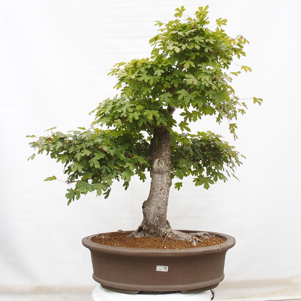 Kültéri bonsai - Francia juhar - Acer Nonspessulanum