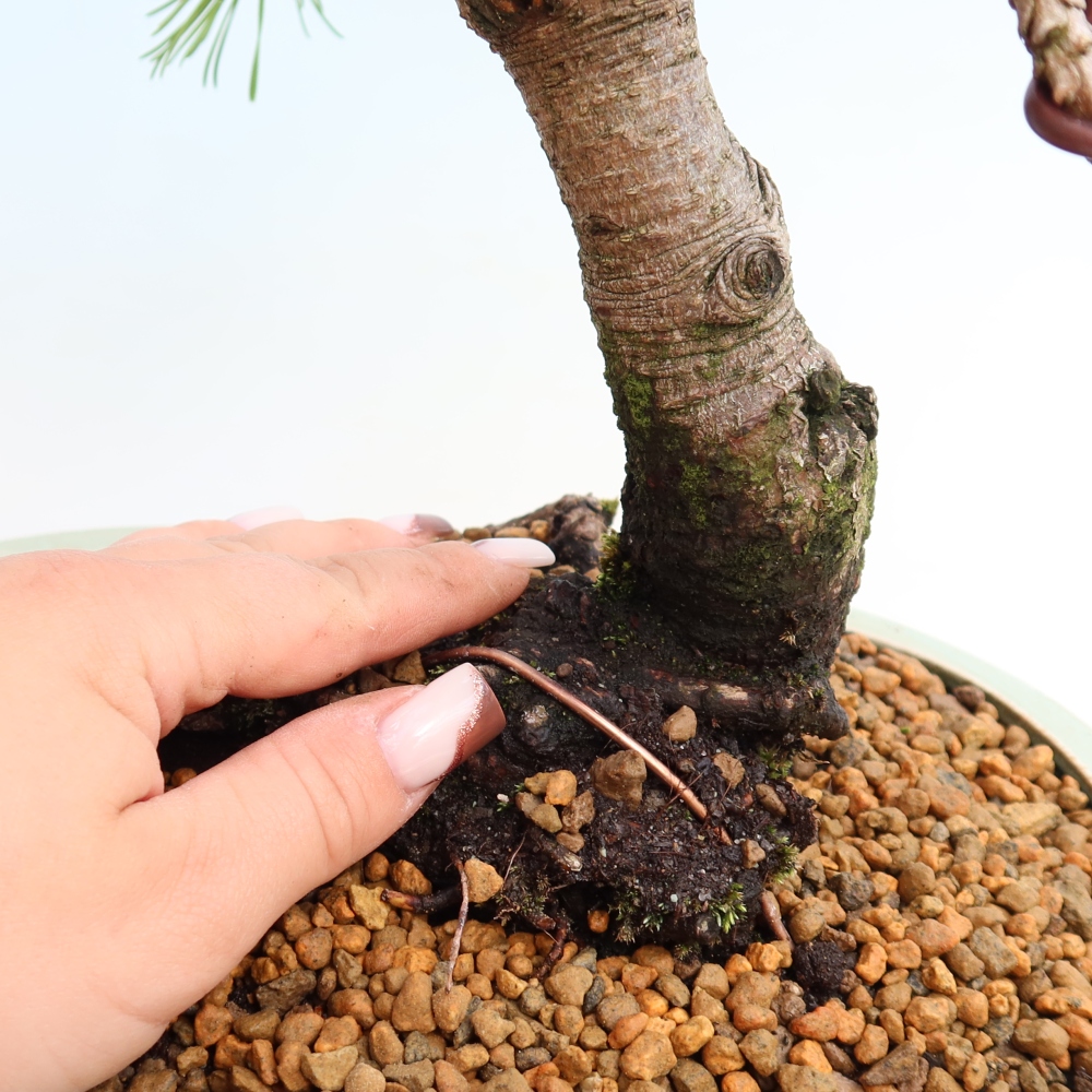 Kültéri bonsai – Pinus mugo Humpy – Törpefenyő