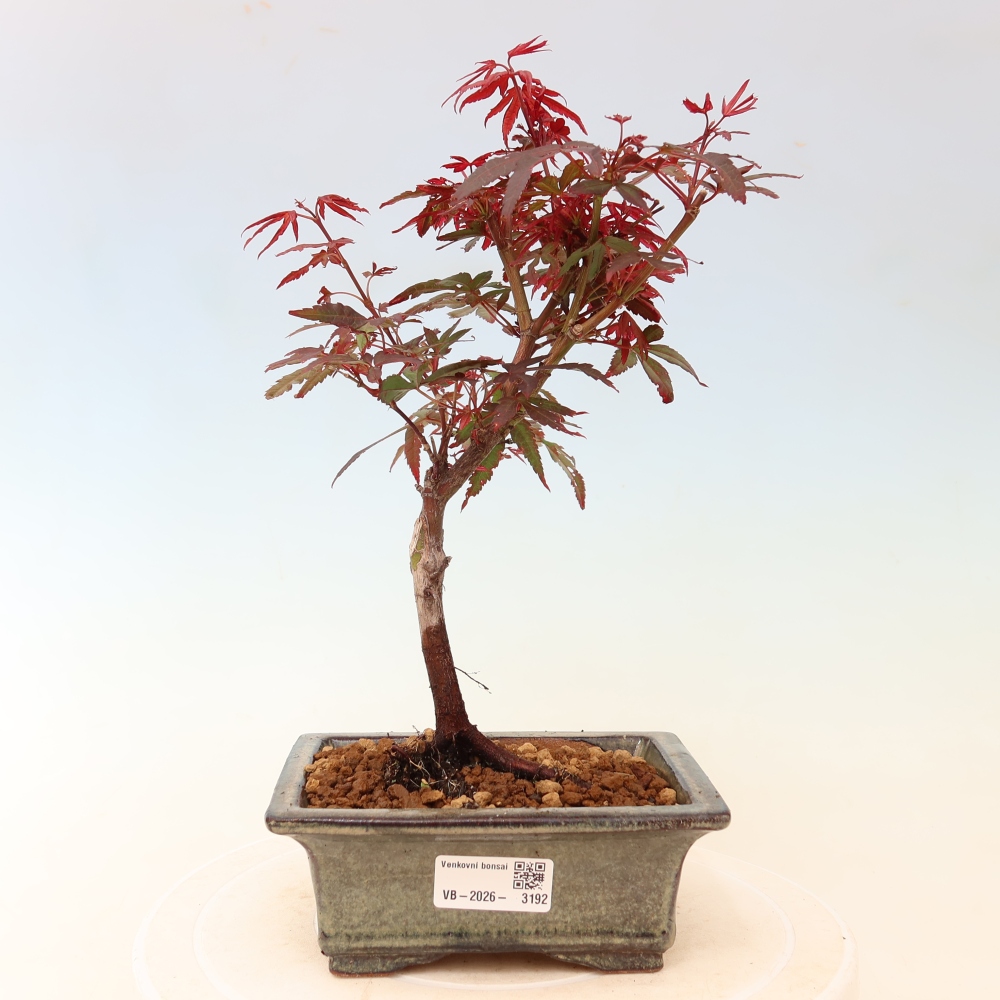 Kültéri bonsai – tenyérlevelű juhar – Acer palmatum Berry Broom 