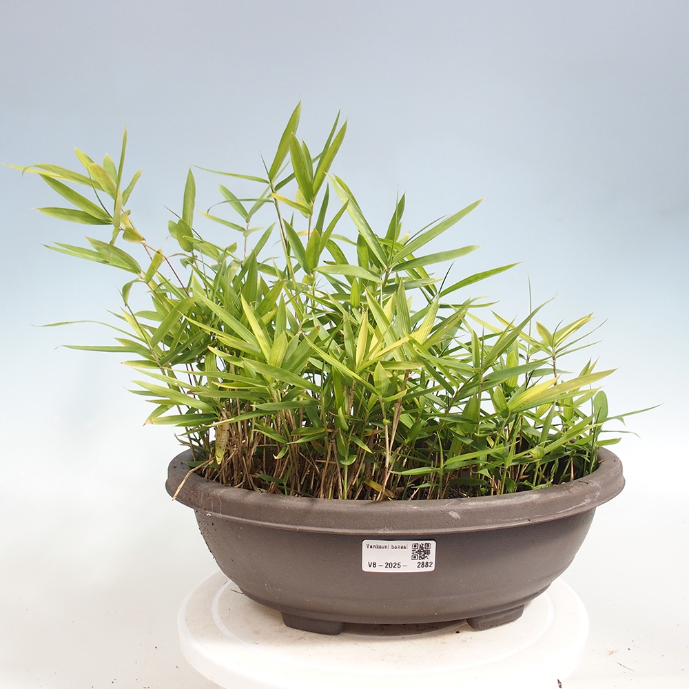 Kültéri bonsai - Pleioblastus argenteostriatus f.pumilus - Törpebambusz