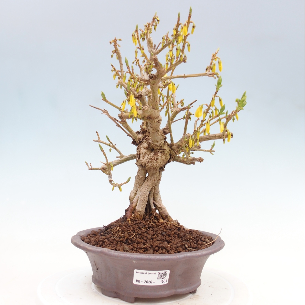 Kültéri bonsai - Zlatice - Forsythia koreana