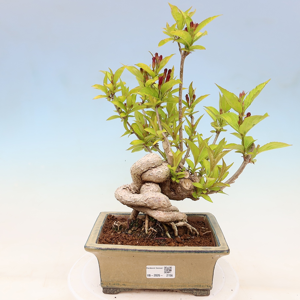 Kültéri bonsai – Weigela subsessilis – Koreai vajgélia