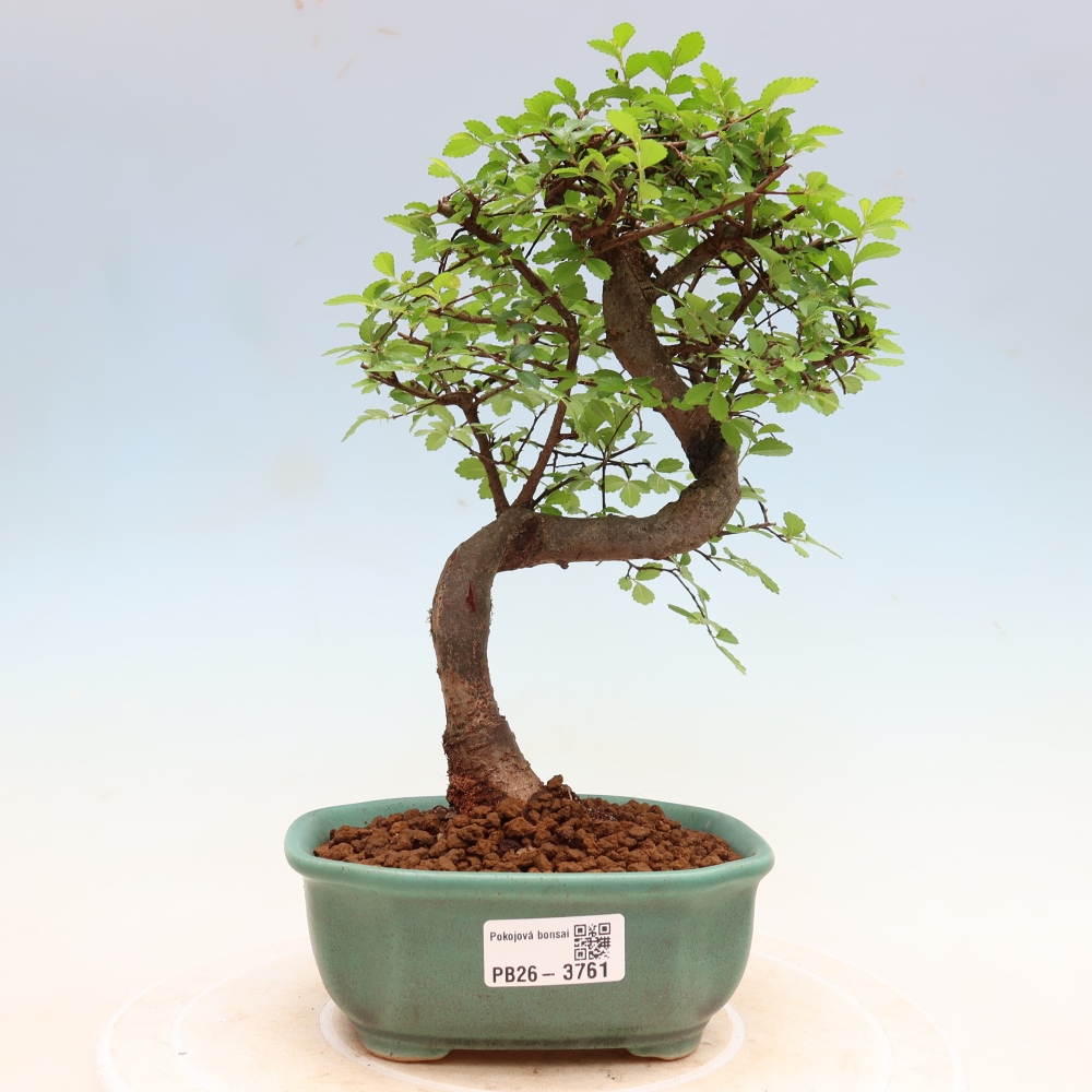Szobai bonsai - Ulmus parvifolia - Kislevelű szilfa