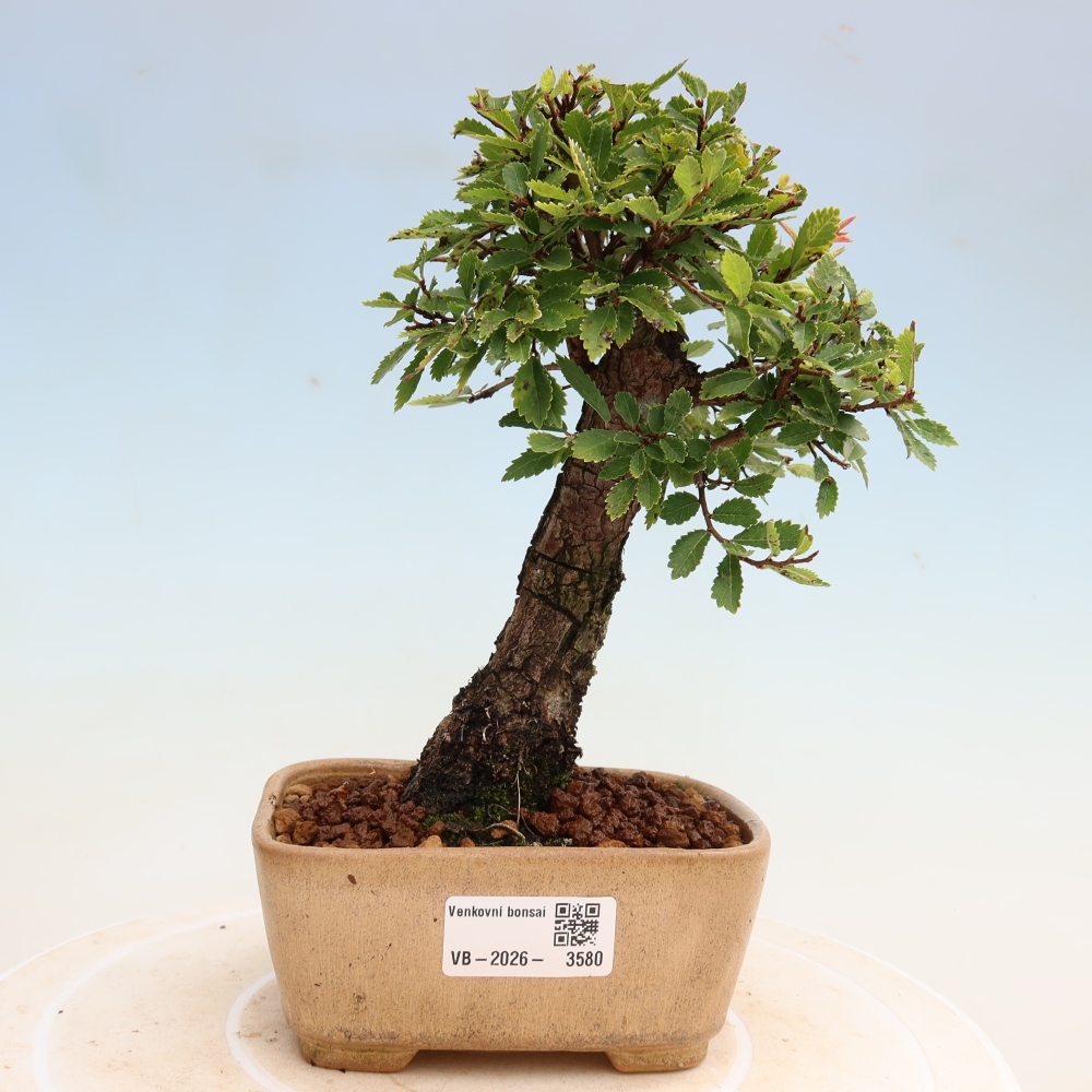 Kültéri bonsai - Zelkova - Zelkova NIRE